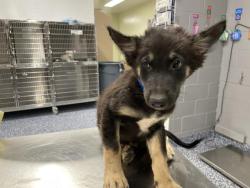 Shelter Stray Male Dog last seen Near BLOCK JACKSON ST, INDIO CA 92203, 72050 Pet Land Pl, Thousand Palms, CA 92276, USA