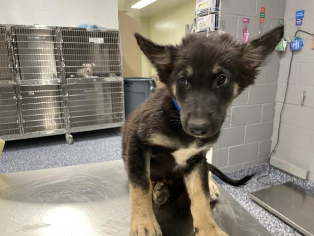 Shelter Stray Male Dog last seen Near BLOCK JACKSON ST, INDIO CA 92203, 72050 Pet Land Pl, Thousand Palms, CA 92276, USA