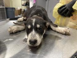 Shelter Stray Female Dog last seen Near BLOCK JACKSON ST, INDIO CA 92203, 72050 Pet Land Pl, Thousand Palms, CA 92276, USA