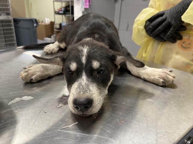 Shelter Stray Female Dog last seen Near BLOCK JACKSON ST, INDIO CA 92203, 72050 Pet Land Pl, Thousand Palms, CA 92276, USA