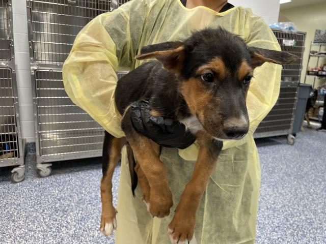 Shelter Stray Male Dog last seen Near BLOCK JACKSON ST, INDIO CA 92203, 72050 Pet Land Pl, Thousand Palms, CA 92276, USA