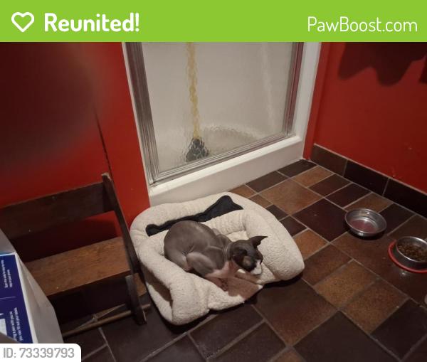 Reunited Unknown Cat last seen S. 16th Ave/Adams St., Hollywood, FL 33020