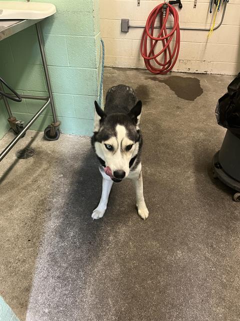 Shelter Stray Male Dog last seen BROOKFIELD DR & BARBEE WAY, 2127 Front St, Sacramento, CA 95818, USA