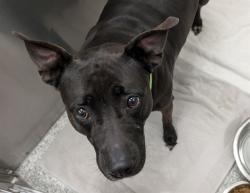 Shelter Stray Female Dog last seen , 4000 N Silverbell Rd, Tucson, AZ 85745, USA