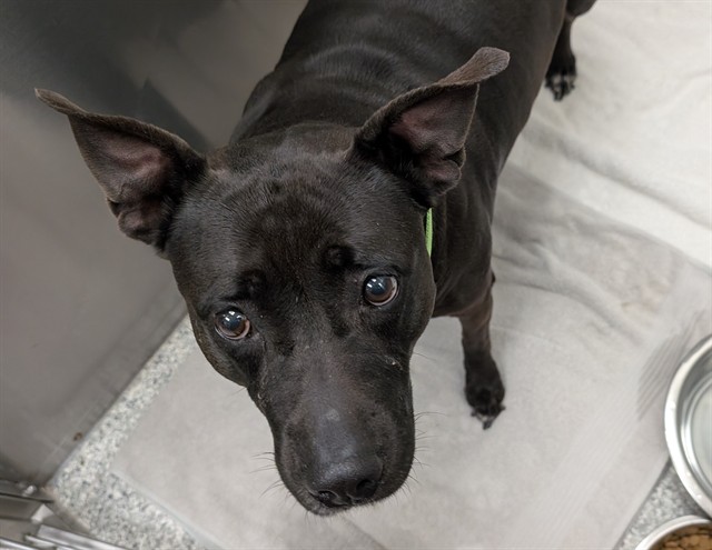 Shelter Stray Female Dog last seen , 4000 N Silverbell Rd, Tucson, AZ 85745, USA
