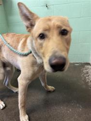 Shelter Stray Male Dog last seen SUTTERVILLE RD & W CURTIS DR, 2127 Front St, Sacramento, CA 95818, USA