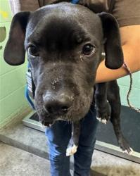 Shelter Stray Male Dog last seen LOW RIDER LN & FRONT ST DR, 2127 Front St, Sacramento, CA 95818, USA