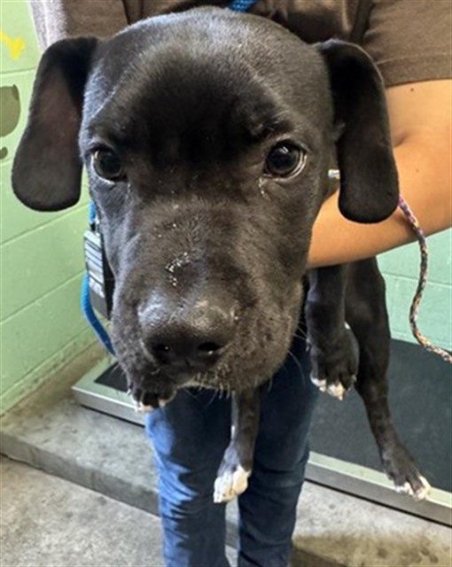 Shelter Stray Male Dog last seen LOW RIDER LN & FRONT ST DR, 2127 Front St, Sacramento, CA 95818, USA