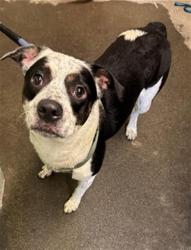 Shelter Stray Male Dog last seen H ST & 14TH ST, 2127 Front St, Sacramento, CA 95818, USA