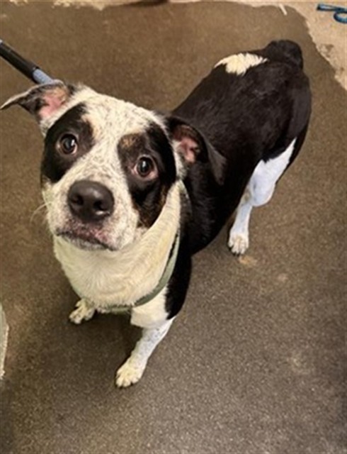 Shelter Stray Male Dog last seen H ST & 14TH ST, 2127 Front St, Sacramento, CA 95818, USA