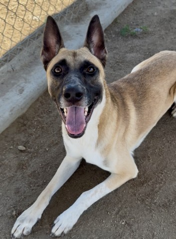 Shelter Stray Male Dog last seen ]11105 CAVE AVE, BAKERSFIELD CA 93312, 3951 Fruitvale Ave, Bakersfield, CA 93308, USA