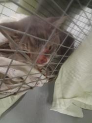 Shelter Stray Male Cat last seen ROCKY ROAD AVE BAKERSFIELD, 201 S Mt Vernon Ave, Bakersfield, CA 93307, USA