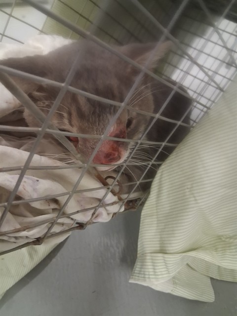 Shelter Stray Male Cat last seen ROCKY ROAD AVE BAKERSFIELD, 201 S Mt Vernon Ave, Bakersfield, CA 93307, USA