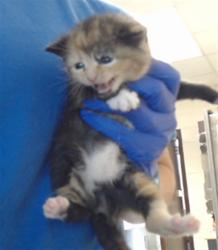 Shelter Stray Female Cat last seen Near BLOCK STRATHMORE AVE, FAYETTEVILLE NC 28304, 4704 Corporation Dr, Fayetteville, NC 28306, USA
