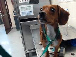 Shelter Stray Male Dog last seen , 4704 Corporation Dr, Fayetteville, NC 28306, USA