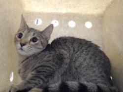 Shelter Stray Female Cat last seen , 4704 Corporation Dr, Fayetteville, NC 28306, USA