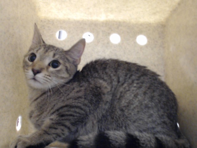 Shelter Stray Female Cat last seen , 4704 Corporation Dr, Fayetteville, NC 28306, USA