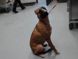Shelter Stray Male Dog last seen Near MARSHTREE LN, FAYETTEVILLE NC 28314, 4704 Corporation Dr, Fayetteville, NC 28306, USA