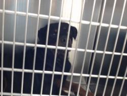Shelter Stray Male Dog last seen Near BLOCK JOHNSON ST, FAYETTEVILLE NC 28303, 4704 Corporation Dr, Fayetteville, NC 28306, USA