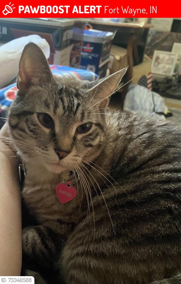 Lost Female Cat last seen Near Derome Dr, Fort Wayne, IN 46835