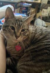 Lost Female Cat last seen Near Derome Dr, Fort Wayne, IN 46835