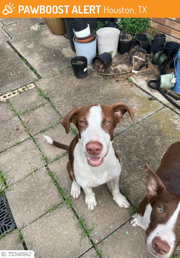 Found/Stray Male Dog last seen Chimney rock, Houston, TX 77081