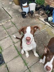 Found/Stray Male Dog last seen Chimney rock, Houston, TX 77081