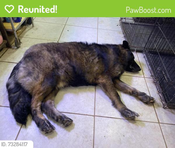Reunited Female Dog last seen William Cannon and Meadow Lake Blvd, Austin, TX 78744