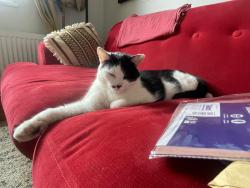 Lost Male Cat last seen Bamburgh avenue, Tyne and Wear, England NE33 3BG