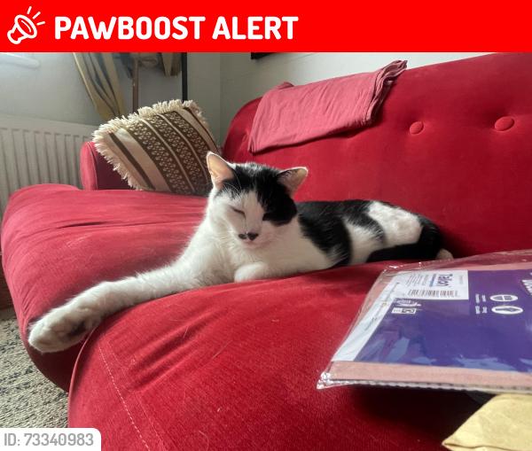 Lost Male Cat last seen Bamburgh avenue, Tyne and Wear, England NE33 3BG