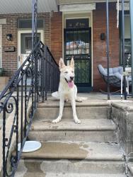 Found/Stray Unknown Dog last seen South Saint Bernard and spring field, Philadelphia, PA 19143