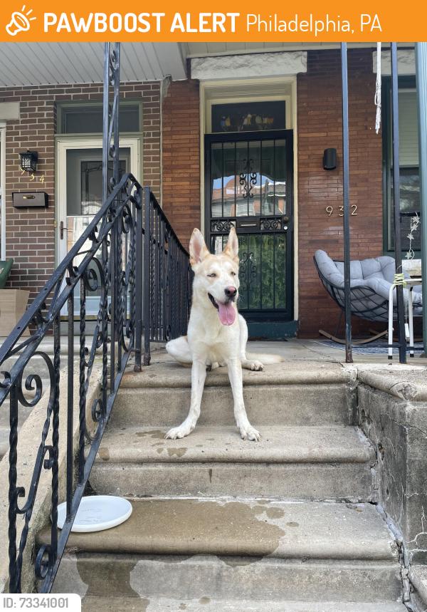 Found/Stray Unknown Dog last seen South Saint Bernard and spring field, Philadelphia, PA 19143