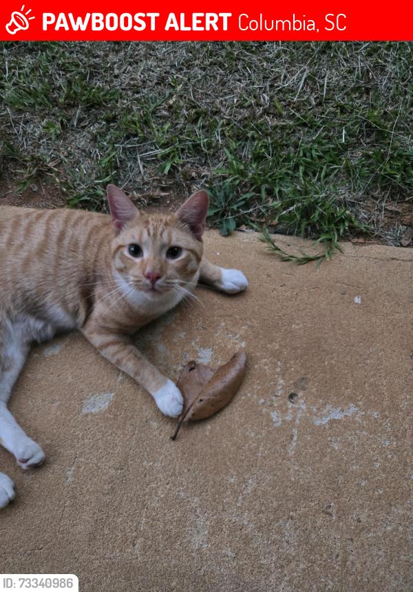 Lost Male Cat last seen Piney grove rd, Columbia, SC 29210