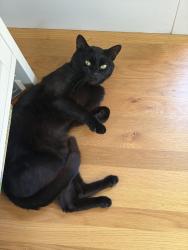 Lost Male Cat last seen Naples St and Avalon Ave, San Francisco, San Francisco, CA 94112