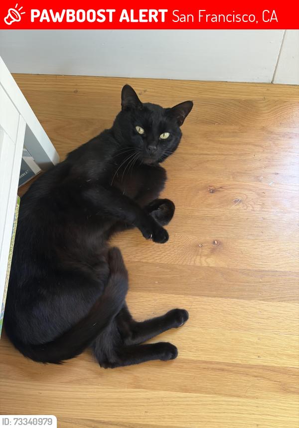 Lost Male Cat last seen Naples St and Avalon Ave, San Francisco, San Francisco, CA 94112