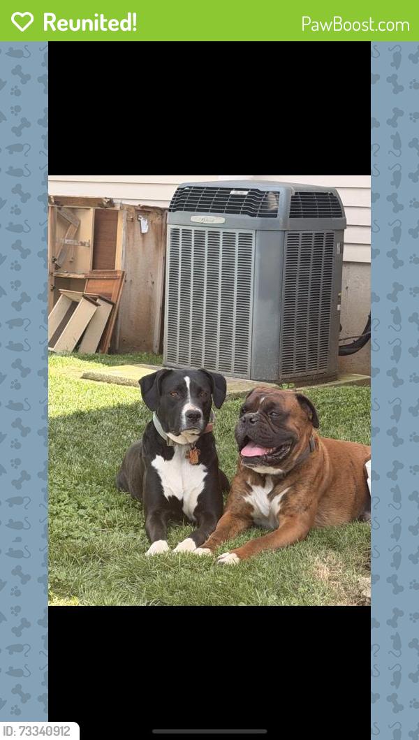 Reunited Male Dog last seen Near Washington St, Bethlehem, PA 18020, USA, Bethlehem, PA 18020
