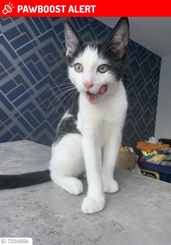 Lost Male Cat last seen Near Laggan square Maidenhead, Berkshire, England SL6 7LA