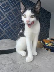 Lost Male Cat last seen Near Laggan square Maidenhead, Berkshire, England SL6 7LA