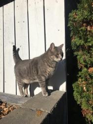 Lost Male Cat last seen Garland Cres, Sherwood Park, AB 
