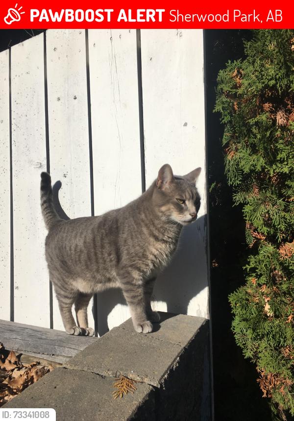 Lost Male Cat last seen Garland Cres, Sherwood Park, AB 