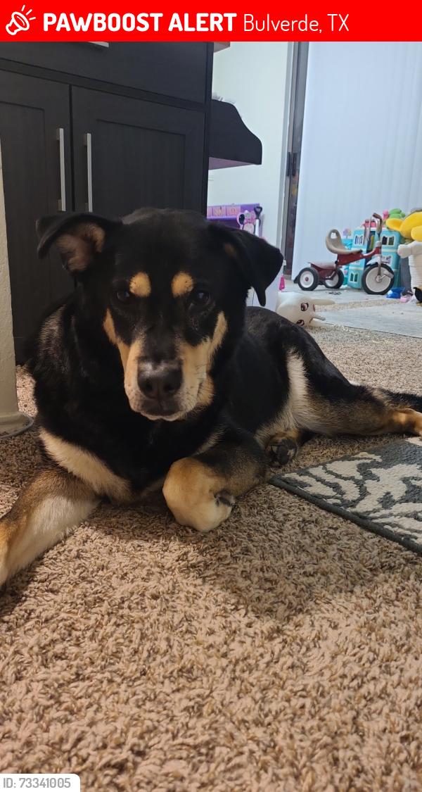 Lost Male Dog last seen Rice rd, Blanco rd, Scholz rd, Bulverde, TX 78163