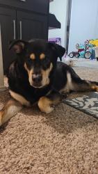 Lost Male Dog last seen Rice rd, Blanco rd, Scholz rd, Bulverde, TX 78163