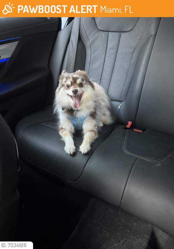 Found/Stray Female Dog last seen 57th, Miami, FL 33137