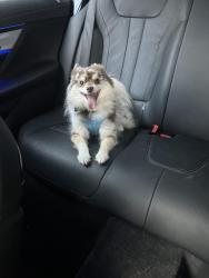 Found/Stray Female Dog last seen 57th, Miami, FL 33137