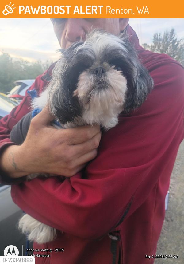 Found/Stray Female Dog last seen Renton Fred Meyer parking lot, Renton, WA 98057