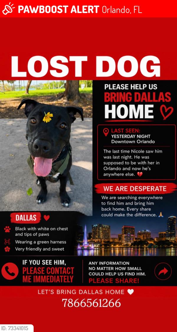 Lost Male Dog last seen Orlando, Orlando, FL 32801