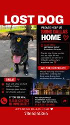 Lost Male Dog last seen Orlando, Orlando, FL 32801