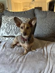 Reunited Male Dog last seen Scufflegrit and Sandy plains, Marietta, GA 30066