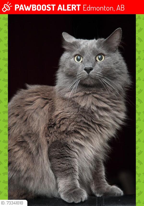 Lost Female Cat last seen Holiday inn, Edmonton, AB 