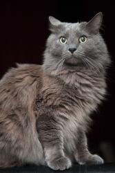 Lost Female Cat last seen Holiday inn, Edmonton, AB 